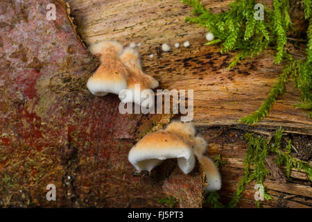 Plicatura crispa (Plicatura crispa, Plicatura faginea, Plicaturopsis crispa), di corpi fruttiferi su un tronco di albero, Germania Foto Stock