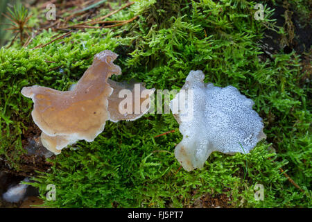 Gelatina dentata fungo, falso fungo hedgehog, Lingua del gatto, gelatina bianca fungo (Pseudohydnum gelatinosum, Hydnum gelatinosum), due corpi fruttiferi in MOSS, Germania Foto Stock