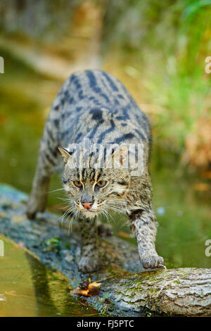 La pesca cat, Yu Mao (Prionailurus viverrinus, Felis viverrinus), camminando su un tronco di albero Foto Stock