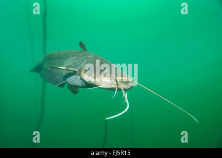 Pesce gatto europeo, wels, siluro, wels siluro (Silurus glanis), nuoto nel lago, fotografia subacquea, in Germania, in Baviera Foto Stock