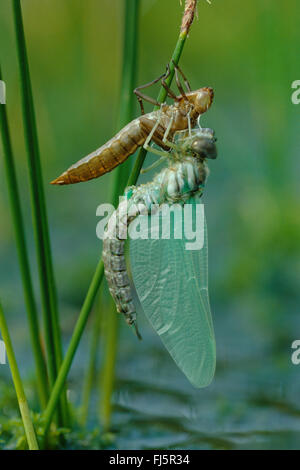 Subartiche torba-moor hawker, subartiche Hawker (Aeshna subarctica, Aeschna subarctica), larva botole di evacuazione dalla sua esuvia, serie da cova 6/6, Germania Foto Stock