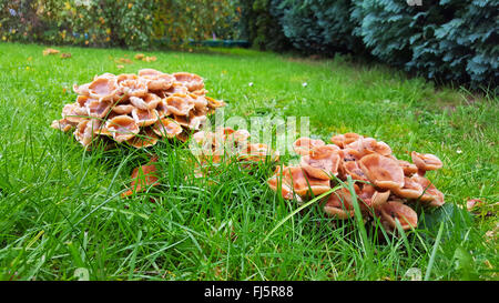 Chiodino (Armillaria mellea), ciuffi sul deadwood in un prato, in Germania, in Renania settentrionale-Vestfalia Foto Stock