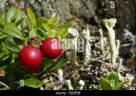 Cowberry, foxberry, lingonberry, mirtillo rosso (vaccinium vitis-idaea), con tazza di licheni, Italia, Alto Adige, Dolomiti Foto Stock