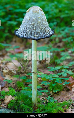 Shaggy copertura di inchiostro, Avvocato parrucca, Shaggy mane (Coprinus comatus, Coprinus ovatus), vecchio corpo fruttifero, in Germania, in Baviera, Alta Baviera, Baviera superiore Foto Stock