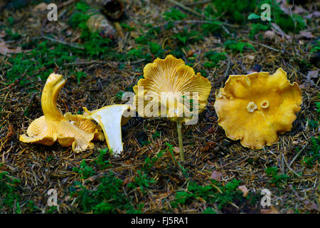 (Chanterelle Cantharellus cibarius), tre completo e uno dimezzato corpo fruttifero, in Germania, in Baviera, Alta Baviera, Baviera superiore Foto Stock