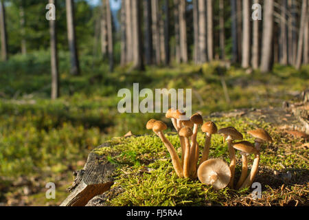 Chiodino (Armillaria mellea), gruppo su albero snag, in Germania, in Baviera, Alta Baviera, Baviera superiore Foto Stock