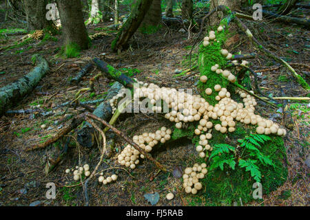 Il moncone puffball (Lycoperdon pyriforme, Morganella pyriformis), molti corpi fruttiferi su mossy deadwood, in Germania, in Baviera, Alta Baviera, Baviera superiore Foto Stock