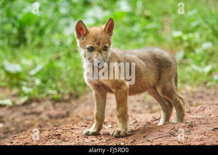 Unione lupo (Canis lupus lupus), un cucciolo di lupo, in Germania, in Baviera Foto Stock