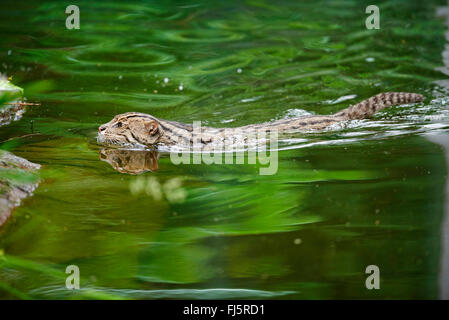 La pesca cat, Yu Mao (Prionailurus viverrinus, Felis viverrinus), nuota Foto Stock