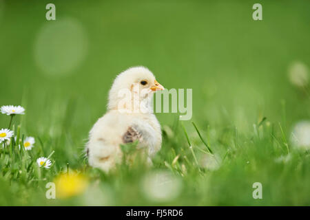 Galli e galline (Gallus gallus f. domestica), chick in un prato, Germania Foto Stock