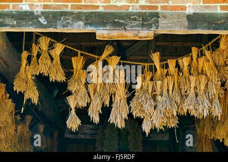 Pane di frumento, coltivati frumento (Triticum aestivum), essiccato covoni di grano come decorazione in una casa colonica, Germania, Bassa Sassonia, Ammerland Foto Stock