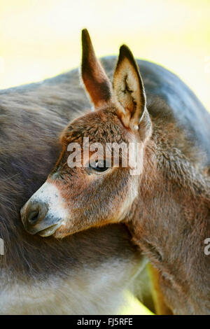 Asino domestico (Equus asinus asinus), puledro di asino in piedi da sua madre, ritratto, Germania Foto Stock