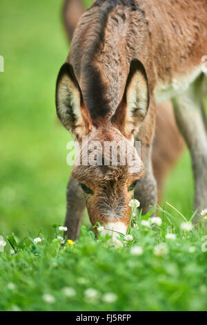 Asino domestico (Equus asinus asinus), otto ore di vecchio puledro di asino in piedi in un prato, ritratto, Germania Foto Stock
