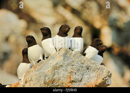 Little auk (Alle alle), su una pietra, Norvegia Isole Svalbard Foto Stock