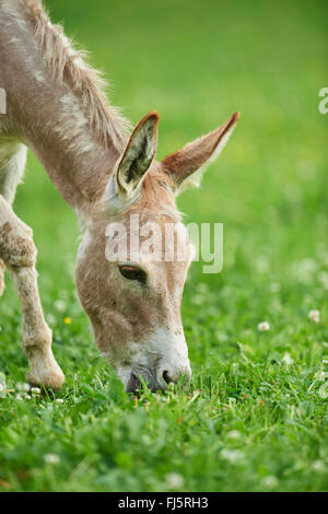 Asino domestico (Equus asinus asinus), otto ore di vecchio asino puledro in un prato, Germania Foto Stock