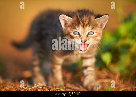 Il gatto domestico, il gatto di casa (Felis silvestris f. catus), cinque settimane vecchio cucciolo miaowing , Germania Foto Stock