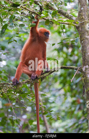 Maroon leaf monkey, Red Leaf monkey (Presbytis rubicunda), su un ramo su un albero, Malesia, Borneo Sabah, Danum Valley Foto Stock