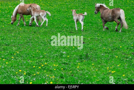 Cavalli domestici (Equus przewalskii f. caballus), romping cavalli in un prato di primavera, in Germania, in Baviera, Alta Baviera, Baviera superiore Foto Stock