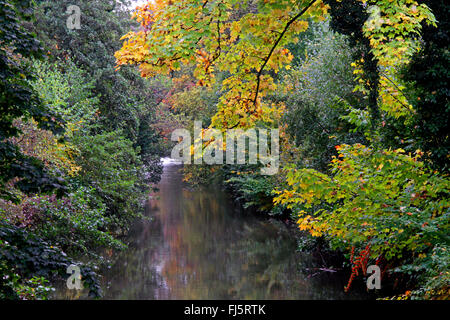 Brook e brookside vegetazione in autunno, in Germania, in Renania settentrionale-Vestfalia Foto Stock