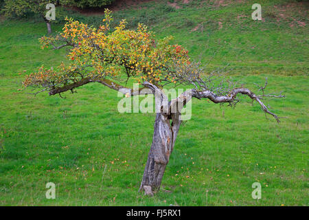 Apple tree (malus domestica), nodose vecchio albero in autunno, GERMANIA Baden-Wuerttemberg, Odenwald Foto Stock