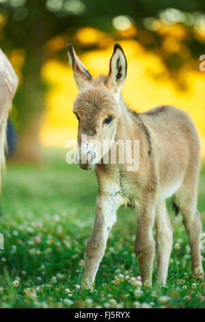 Asino domestico (Equus asinus asinus), puledro in piedi in un prato in fiore, Germania Foto Stock