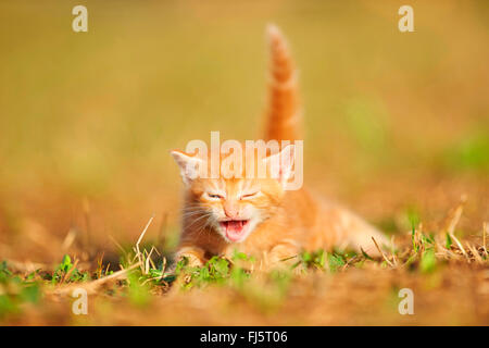 Il gatto domestico, il gatto di casa (Felis silvestris f. catus), cinque settimane vecchio cucciolo giacente in un prato e miaowing, Germania Foto Stock