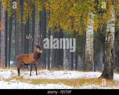 Il cervo (Cervus elaphus), feste di addio al celibato in autunno a nevicata, Germania, Sassonia Foto Stock