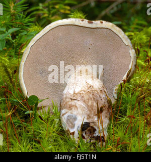 Squamosa dente (Sarcodon imbricatus), corpo fruttifero dal di sotto, Italia, Alto Adige, Dolomiti Foto Stock