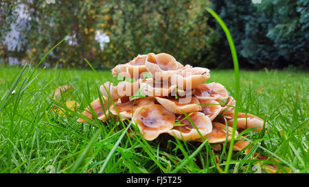 Chiodino (Armillaria mellea), ciuffo su deadwood in un prato, in Germania, in Renania settentrionale-Vestfalia Foto Stock