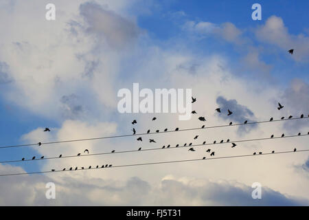 Starling comune (Sturnus vulgaris), storni raccogliere sui fili del telefono, Germania Foto Stock