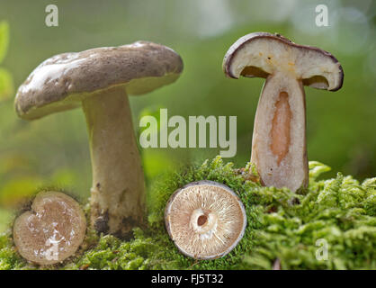 Il faggio milkcap (Lactarius blennius), di corpi fruttiferi tagliati a metà un di diverse visualizzazioni, in Germania, in Baviera, Alta Baviera, Baviera superiore Foto Stock