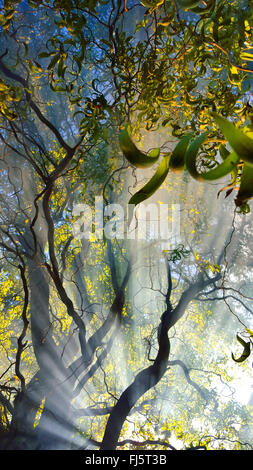 Struttura di cavatappi willow, Hankow willow, Curly willow, Dragon's Claw, Globe willow (Salix matsudana tortuosa "", Salix matsudana tortuosa), in presenza di nebbia a bassa sun, Germania Foto Stock
