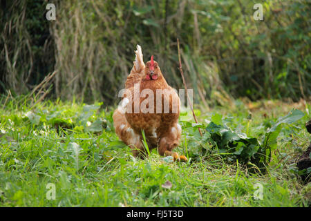 Galli e galline (Gallus gallus f. domestica), brown hen sul feed in un prato, Germania, Bassa Sassonia Foto Stock