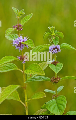 Brook di menta, menta canadese, Menta comune, mais Menta, mais Europeo di menta, menta di campo (Mentha arvense), fioritura, Germania Foto Stock