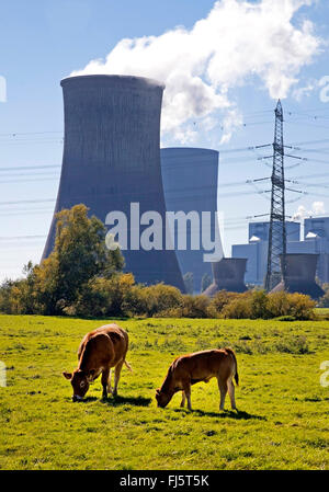 Gli animali domestici della specie bovina (Bos primigenius f. taurus), due mucche nella parte anteriore della centrale a carbone a Westfalen, RWE Power AG, in Germania, in Renania settentrionale-Vestfalia, la zona della Ruhr, Hamm Foto Stock