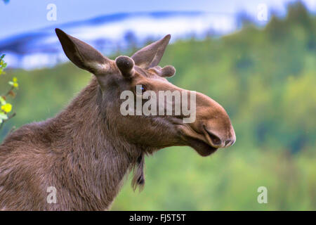 Elk, alci europea (Alces alces alces), ritratto, Norvegia, Nordland Foto Stock