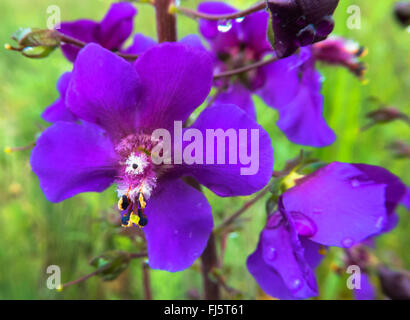 Viola, mullein mullein ornamentali (Molène phoeniceum), fiori, Austria, Burgenland Foto Stock