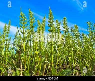 Coda di cavallo (equiseto spec.), di coda di cavallo foresta, Norvegia, Troms Foto Stock