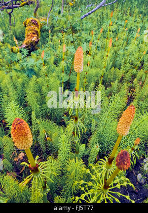 Sylvan equiseto, legno equiseto, bosco equiseto (Equisetum sylvaticum), con sporophylls, Norvegia, Troms Foto Stock