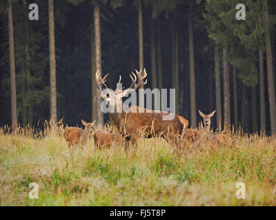 Il cervo (Cervus elaphus), rumoreggianti maschio alfa con cerve in solchi stagione, Germania, Sassonia Foto Stock