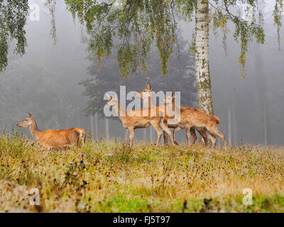 Il cervo (Cervus elaphus), gruppo di cerve nella nebbia di mattina in autunno, in Germania, in Sassonia Foto Stock
