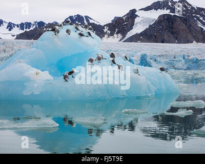 Nero-zampe (kittiwake Rissa tridactyla, Larus tridactyla), sul ghiaccio galleggiante floe, Norvegia Isole Svalbard Foto Stock