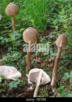 Parasol (Macrolepiota procera, Lepiotia procera), in Germania, in Baviera, Alta Baviera, Baviera superiore Foto Stock