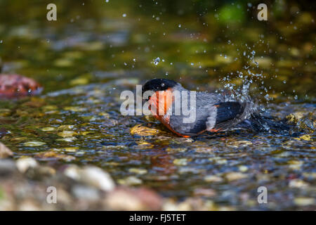 , Bullfinch ciuffolotto, bullfinch settentrionale (Pyrrhula pyrrhula), bagni maschio, Germania, Meclemburgo-Pomerania Occidentale Foto Stock