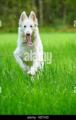 Berger Blanc Suisse (Canis lupus f. familiaris), Berger Blanc Suisse in esecuzione in un prato, Germania Foto Stock