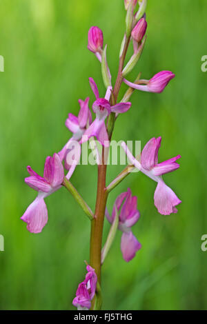 Lax-Orchidea fiorito, Loose-Flowered Orchid, verde-Prato alato Orchidea (Orchis laxiflora, Anacamptis laxiflora), infiorescenza Foto Stock