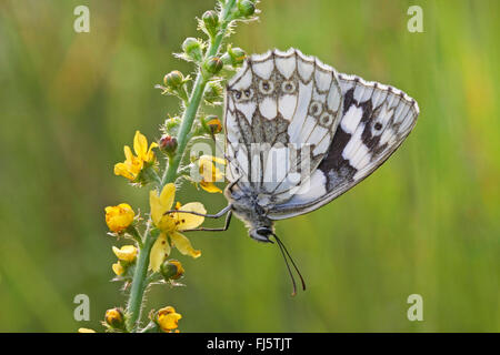 In marmo bianco (Melanargia galathea), seduti su agrimonia, Germania Foto Stock