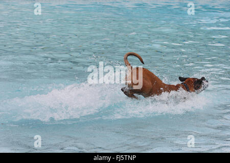 Razza cane (Canis lupus f. familiaris), sei anni boxer di razza cane saltare in acqua di una piscina bagno, Germania Foto Stock