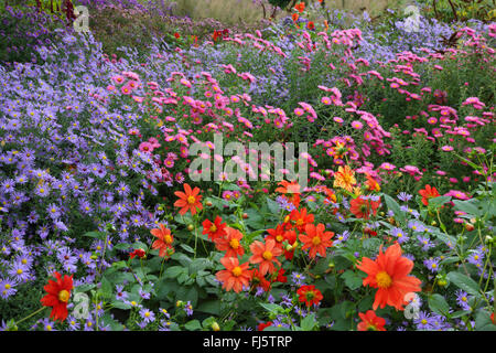 Aster (Aster spec.), georginas e diversi autunno aestri, Germania Foto Stock