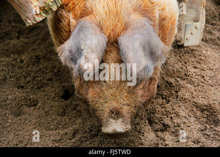 Husum pezzato rosso, protesta danese di maiale (Sus scrofa f. domestica), in fango, Germania Foto Stock